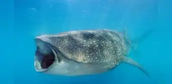 Así es el tiburón ballena: es del tamaño de un bus escolar y habita en las profundidades del océano Atlántico