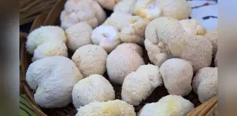 Biólogos australianos descubren un superalimento para el cerebro que mejora la memoria y regenera sus neuronas Biólogos australianos descubren un superalimento para el cerebro que mejora la memoria y regenera sus neuronas