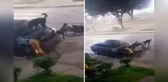 Perritos callejeros desmantelaron auto a mordidas y usuarios quedan atónitos: “Como le explico al seguro” Perritos callejeros desmantelaron auto a mordidas y usuarios quedan atónitos: “Como le explico al seguro”