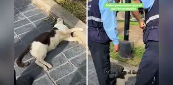 Transeúntes pensaban que gatito del parque Kennedy estaba muerto, pero solo dormía: llegó hasta el Serenazgo Transeúntes pensaban que gatito del parque Kennedy estaba muerto, pero solo dormía: llegó hasta el Serenazgo