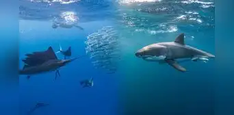 Así es el animal más rápido del océano: supera los 100 kilómetros por hora y es más veloz que el tiburón blanco Así es el animal más rápido del océano: supera los 100 kilómetros por hora y es más veloz que el tiburón blanco