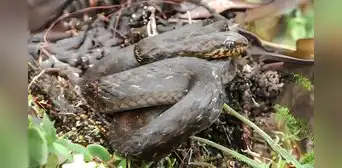 Biólogos peruanos y estadounidenses descubren una nueva especie de serpiente andina en Perú Biólogos peruanos y estadounidenses descubren una nueva especie de serpiente andina en Perú