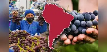 El país de Sudamérica que se consolida como el mayor exportador de uva del mundo: Estados Unidos su principal comprador