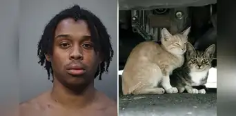 Hombre huye de la Policía de Miami con 2 gatitos en su auto durante una persecución y ahora enfrenta cargos de crueldad animal Hombre huye de la Policía de Miami con 2 gatitos en su auto durante una persecución y ahora enfrenta cargos de crueldad animal