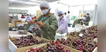 Uvas y mangos peruanos impulsan crecimientos de exportaciones no tradicionales agrarias: en total suman US$2.068 millones en 2025 Uvas y mangos peruanos impulsan crecimientos de exportaciones no tradicionales agrarias: en total suman US$2.068 millones en 2025