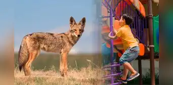 Tiempo de coyotes en Texas 2025: conoce cómo proteger a los niños y  mascotas de posibles ataques