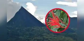 Científicos descubren en Colombia una planta vital para proteger Cerro Tusa, la pirámide natural más alta: ahora será un parque natural Científicos descubren en Colombia una planta vital para proteger Cerro Tusa, la pirámide natural más alta: ahora será un parque natural
