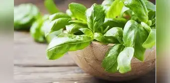 Descubre la hoja medicinal que ayuda a controlar la presión arterial y decir adiós a las várices