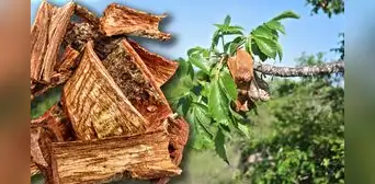 Esta planta mexicana es utilizada para aliviar males como várices y gastritis de esta sencilla manera