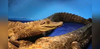 ¡Mucha atención, residente de Florida! Esto es todo lo que debes saber sobre los caimanes en su temporada de apareamiento