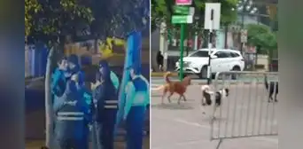 Identifican y denuncian a dueño de perros que mataron en manada a gatito en Parque Kennedy Identifican y denuncian a dueño de perros que mataron en manada a gatito en Parque Kennedy