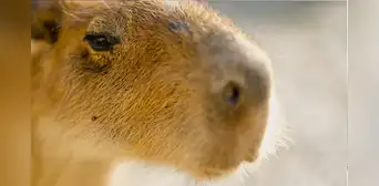 Una experta en biología revela por qué los humanos no somos tan peludos como otros animales Una experta en biología revela por qué los humanos no somos tan peludos como otros animales