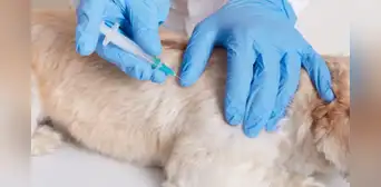 Hombre atacó a perrito 'Blanquito' con un hacha y debió ser sacrificado por sus graves lesiones, en Chile