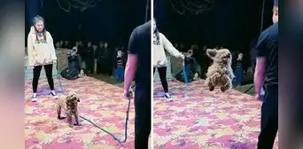 Perrito emociona en redes al saltar perfectamente la cuerda en competencia: "Se robó el show" Perrito emociona en redes al saltar perfectamente la cuerda en competencia: "Se robó el show"