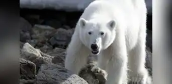 Cámara capta el preciso instante en el que un hombre se salva de un ataque de un oso polar: escapó en moto de nieve Cámara capta el preciso instante en el que un hombre se salva de un ataque de un oso polar: escapó en moto de nieve