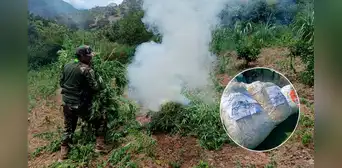 Incautan más de 1.400 kilos de marihuana y destruyen 7 hectáreas de sembríos en la sierra de La Libertad Incautan más de 1.400 kilos de marihuana y destruyen 7 hectáreas de sembríos en la sierra de La Libertad