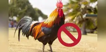 Proyecto de ley limitaría el número de gallos por propiedad en California en medio de contagios por gripe aviar Proyecto de ley limitaría el número de gallos por propiedad en California en medio de contagios por gripe aviar