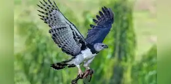 Una de las aves más temidas se encuentra en Sudamérica y podría extinguirse en los próximos años: supera los 80 kilómetros por hora