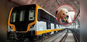 Buenas noticias para dueños de mascotas: Línea 2 del Metro ya permite llevarlas bajo ciertas condiciones Buenas noticias para dueños de mascotas: Línea 2 del Metro ya permite llevarlas bajo ciertas condiciones