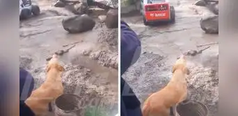 Perrito llora desconsolado al ver que huaico sepultó a su dueño en su casa de Huaraz Perrito llora desconsolado al ver que huaico sepultó a su dueño en su casa de Huaraz