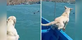 Perrito tuvo inesperada reacción al ver a un lobo marino acercándose en el mar: "Al dueño se le bajó la glucosa"