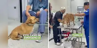 Dueños sacaron a pasear a su perrito, pero al volver descubrieron algo extraño: "Tengan mucho cuidado"