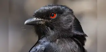 Un ave logró aprender el idioma de otras especies imitando sus sonidos para manipularlas y robarles la comida Un ave logró aprender el idioma de otras especies imitando sus sonidos para manipularlas y robarles la comida