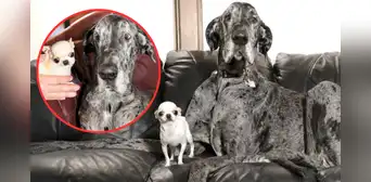 Así fue el asombroso encuentro entre el perro más alto del mundo y el más pequeño en un evento único en Idaho Así fue el asombroso encuentro entre el perro más alto del mundo y el más pequeño en un evento único en Idaho