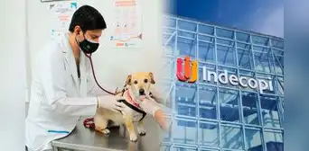 Indecopi multa con más de S/11.000 a veterinaria que atendía con personal sin experiencia, guiados solo por instrucciones telefónicas