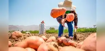 Perú logra acuerdo con este importante país de Sudamérica para exportar papa fresca: nación tiene más de 210 millones de habitantes Perú logra acuerdo con este importante país de Sudamérica para exportar papa fresca: nación tiene más de 210 millones de habitantes