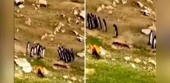 Grupo de pingüinos se encuentran en camino: uno se confunde de bando y su 'amigo' lo trae de vuelta Grupo de pingüinos se encuentran en camino: uno se confunde de bando y su 'amigo' lo trae de vuelta