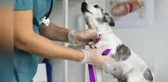 Campaña veterinaria gratuita para mascotas durante mayo 2025: conoce las especialidades y en qué distritos de Lima