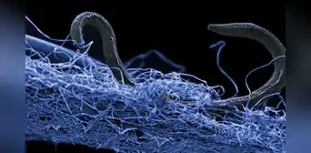 Científicos descubren que un grupo de bacterias aprendió a utilizar la electricidad como una herramienta de limpieza Científicos descubren que un grupo de bacterias aprendió a utilizar la electricidad como una herramienta de limpieza