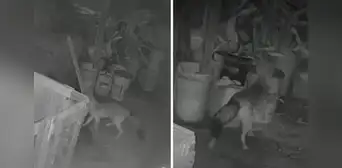 Zorro causa alarma en Ate tras ataque a animales de corral y vecinos lo apodan 'Run Run 2': "Pensamos que era un perro" Zorro causa alarma en Ate tras ataque a animales de corral y vecinos lo apodan 'Run Run 2': "Pensamos que era un perro"