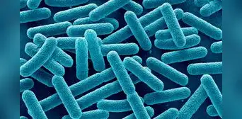 ¡Cuidado, California y Nevada! Peligrosa bacteria fue encontrada en productos de empresa de alimentos listos para comer ¡Cuidado, California y Nevada! Peligrosa bacteria fue encontrada en productos de empresa de alimentos listos para comer