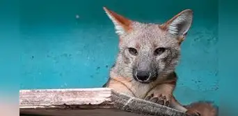 ¿Qué pasó con Run Run, el zorrito que generó revuelo al ser vendido como pastor alemán en Lima y trasladado a un zoológico de Cajamarca?