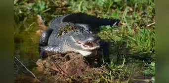 ¿Qué hacer si un caimán te ataca? Autoridades de Florida explican las medidas a seguir tras un trágico incidente