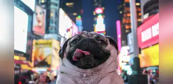 Nueva ley en Nueva York sancionaría a abusadores de animales que vuelvan a tener mascotas: existen 30 nombres en lista negra Nueva ley en Nueva York sancionaría a abusadores de animales que vuelvan a tener mascotas: existen 30 nombres en lista negra