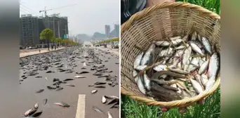 El país de América Latina donde ocurre una increíble lluvia de peces: un evento natural que alimenta a todo un pueblo
