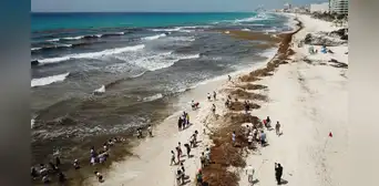Playas de Florida y el Caribe en alerta por la llegada de 31 millones de toneladas de algas tóxicas Playas de Florida y el Caribe en alerta por la llegada de 31 millones de toneladas de algas tóxicas