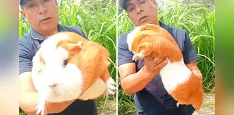 Ganadero peruano muestra ‘gigantesco’ cuy que pesa casi 3 kilos y usuarios bromean: “¿Viene con cuenta BCP?” Ganadero peruano muestra ‘gigantesco’ cuy que pesa casi 3 kilos y usuarios bromean: “¿Viene con cuenta BCP?”
