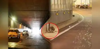 Gatito lleva más de un mes atrapado en túnel de Benavides en Surco: vecinos claman por rescate urgente