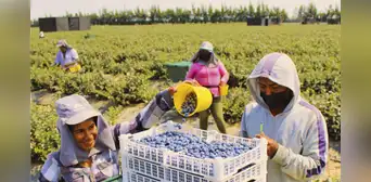 Áreas rurales en Perú registran más empleo, pero mayor informalidad que en zonas urbanas: trabajo informal supera el 90%, según INEI Áreas rurales en Perú registran más empleo, pero mayor informalidad que en zonas urbanas: trabajo informal supera el 90%, según INEI