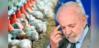 Brasil suspende venta de pollo en un país de Sudamérica, China y la Unión Europea por caso de gripe aviar
