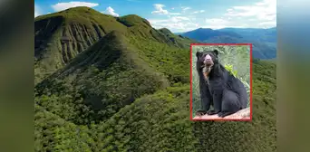 Crean nueva área de conservación en Cajamarca: es hábitat de especies amenazadas, como osos de anteojos, pumas y tigrillos Crean nueva área de conservación en Cajamarca: es hábitat de especies amenazadas, como osos de anteojos, pumas y tigrillos