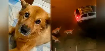Perrita muere desgarrada protegiendo a su dueña de tres dogos argentinos en Chiclayo: "No merecía sufrir" Perrita muere desgarrada protegiendo a su dueña de tres dogos argentinos en Chiclayo: "No merecía sufrir"