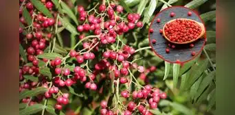 ¿Qué es el pirul, el árbol de Perú que produce un insumo altamente valorado en Europa? Es especialmente demandado en la cocina de Italia ¿Qué es el pirul, el árbol de Perú que produce un insumo altamente valorado en Europa? Es especialmente demandado en la cocina de Italia