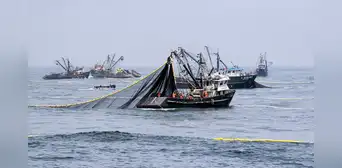ONG Oceana recibe ataques por oponerse a pesca industrial en Paracas y Nasca
