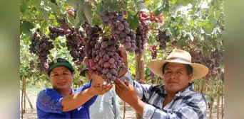 Exportaciones de 3 regiones peruanas crecieron por encima del 100% en 2025: ¿cuáles fueron los principales productos?
