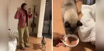 Peruana revela cuánto gana por cuidar gatos a domicilio en Lima y sorprende con la cifra: “Es por hora” Peruana revela cuánto gana por cuidar gatos a domicilio en Lima y sorprende con la cifra: “Es por hora”